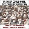 sheep voters.jpg