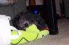 dog_n_snake.gif