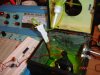 DSC06089.JPG