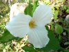 Trillium grandiflorum.jpg