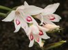 gladioli.jpg