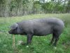 single hog.jpg