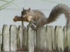 squirrel.JPG