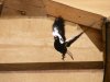 magpie.jpg