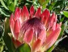 protea.jpg