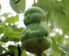 Pear.gif