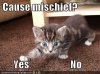 kitten mischief.jpg