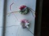 DSC00694.JPG