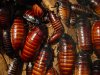 cockroach.jpg