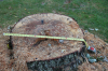 Tree1.png