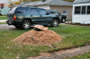 Tree2.png