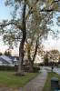 Tree4.png