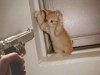 cat_gun_561.jpg