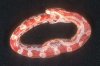 snake.jpg