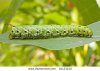 stock-photo-tomato-hornworm-catarpillar-on-a-leaf-against-a-white-background-81133240.jpg