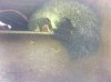 possum 3.jpg