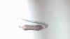Intact resistor 3.jpg Intact resistor 3.jpg