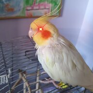 Fluffyboii
