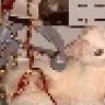 b00galah