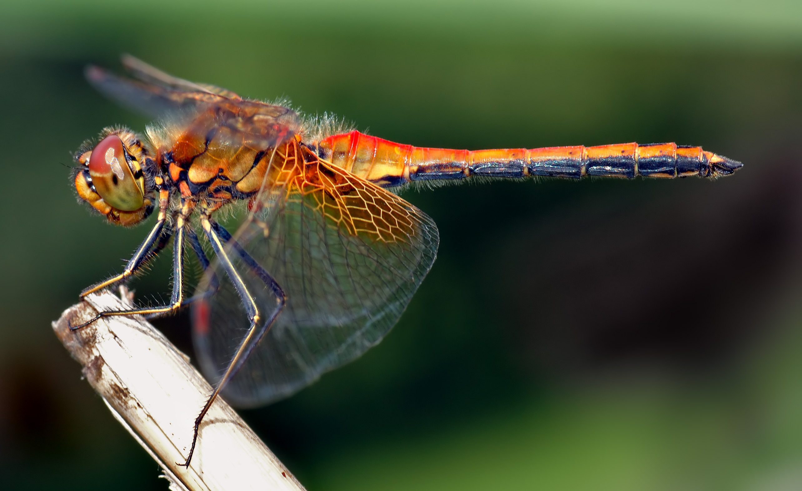 Sympetrum_flaveolum_-_side_%28aka%29.jpg