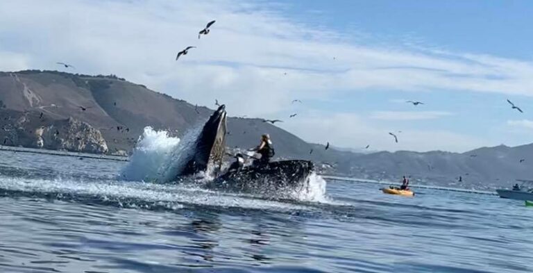 Whale-3-good-e1604364828685-768x393.jpg